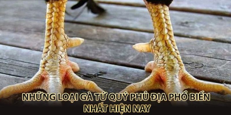 Phân biệt biệt Vảy Gà Tứ Quý Phủ Địa quý hiếm nhất hiện nay