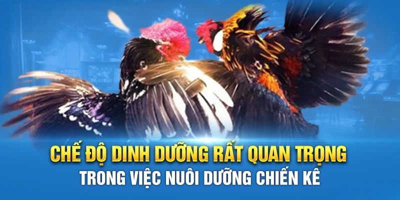 Lưu ý quan trọng khi chăm sóc gà có Vảy Gà Tứ Quý Phủ Địa